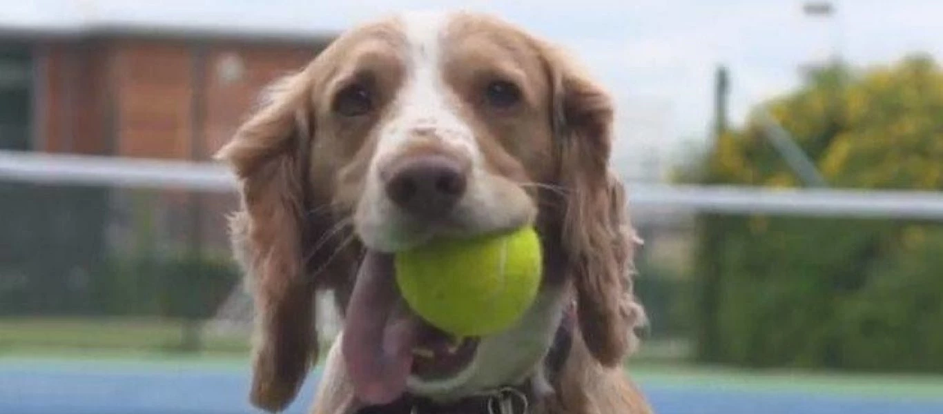 Από τα ball boys στα ball dogs: Σκύλοι εκπαιδεύονται για να μαζεύουν μπαλάκια σε αγώνες τένις! (βίντεο)